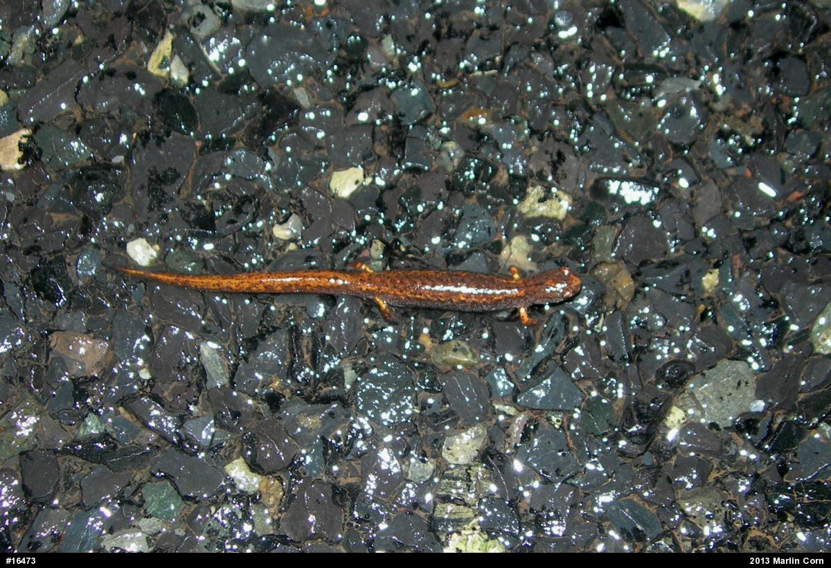 Four-toed Salamander