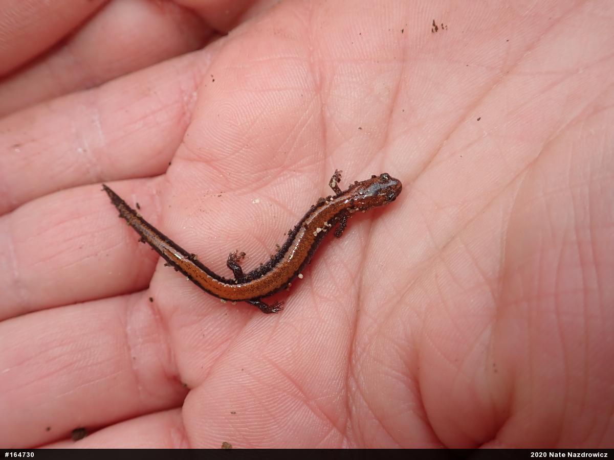 Eastern Red-backed  Salamander