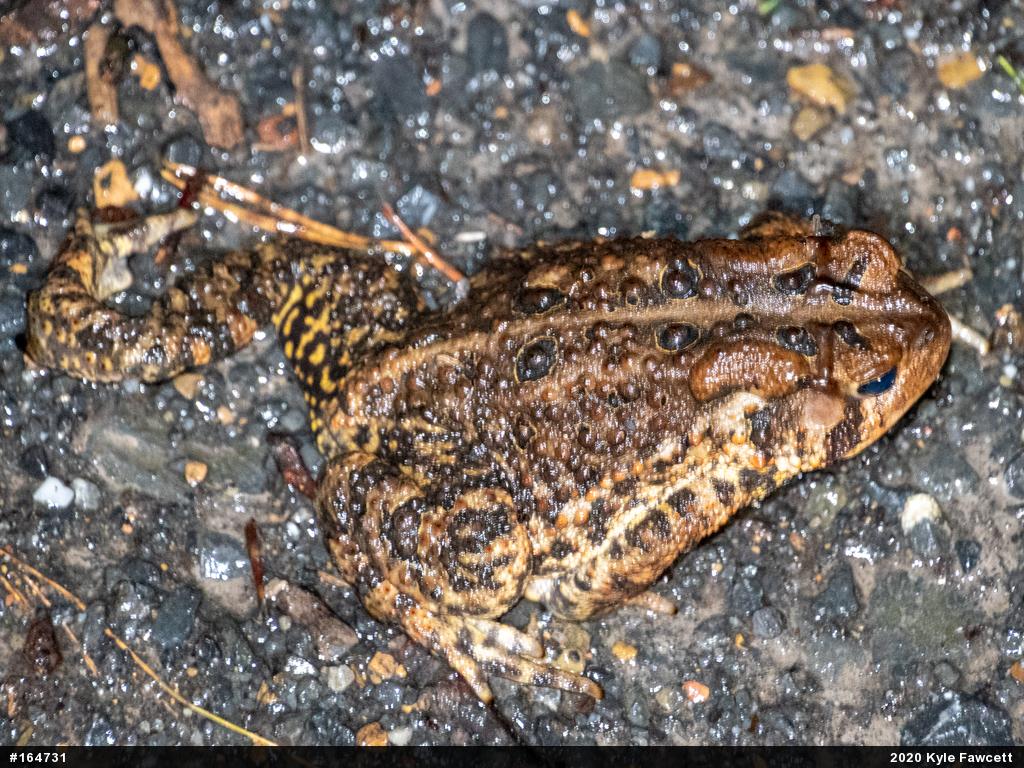 Eastern American Toad