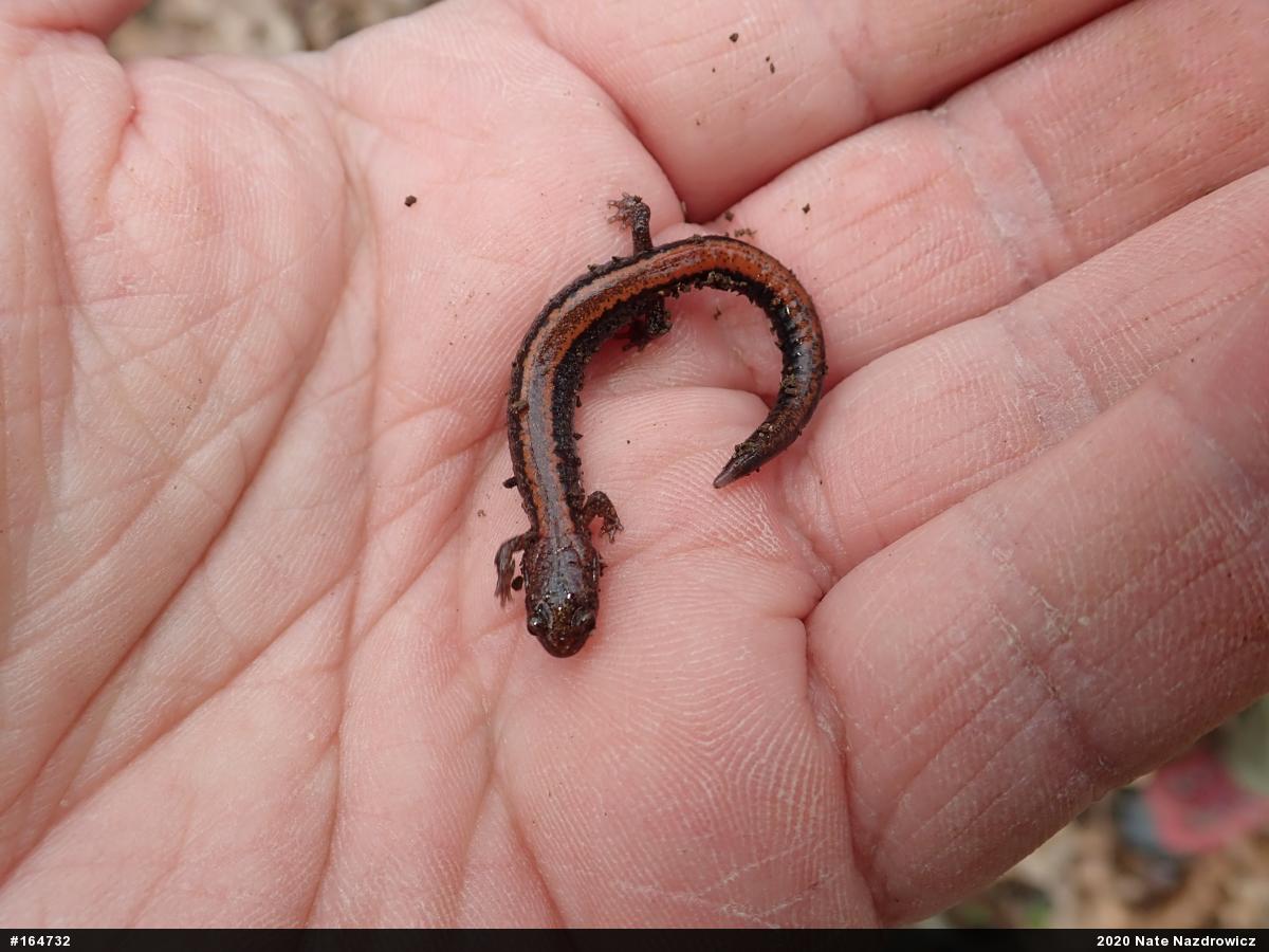 Eastern Red-backed  Salamander