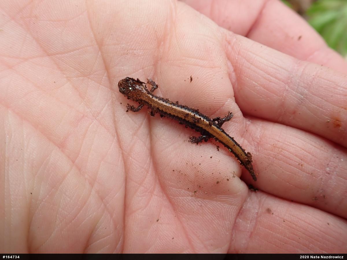 Eastern Red-backed  Salamander