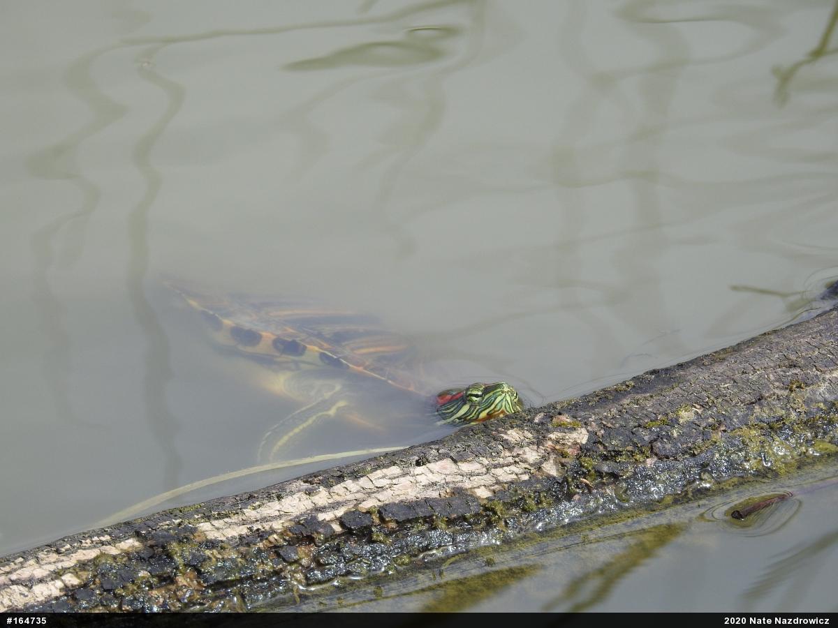 Red-eared Slider