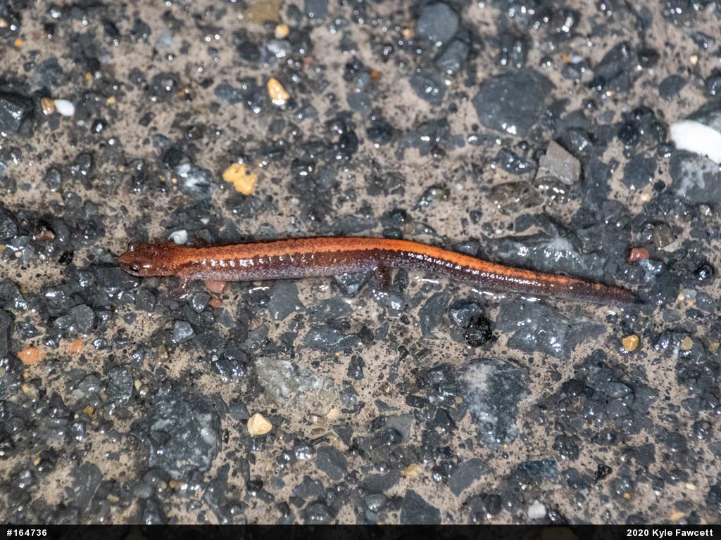 Eastern Red-backed  Salamander