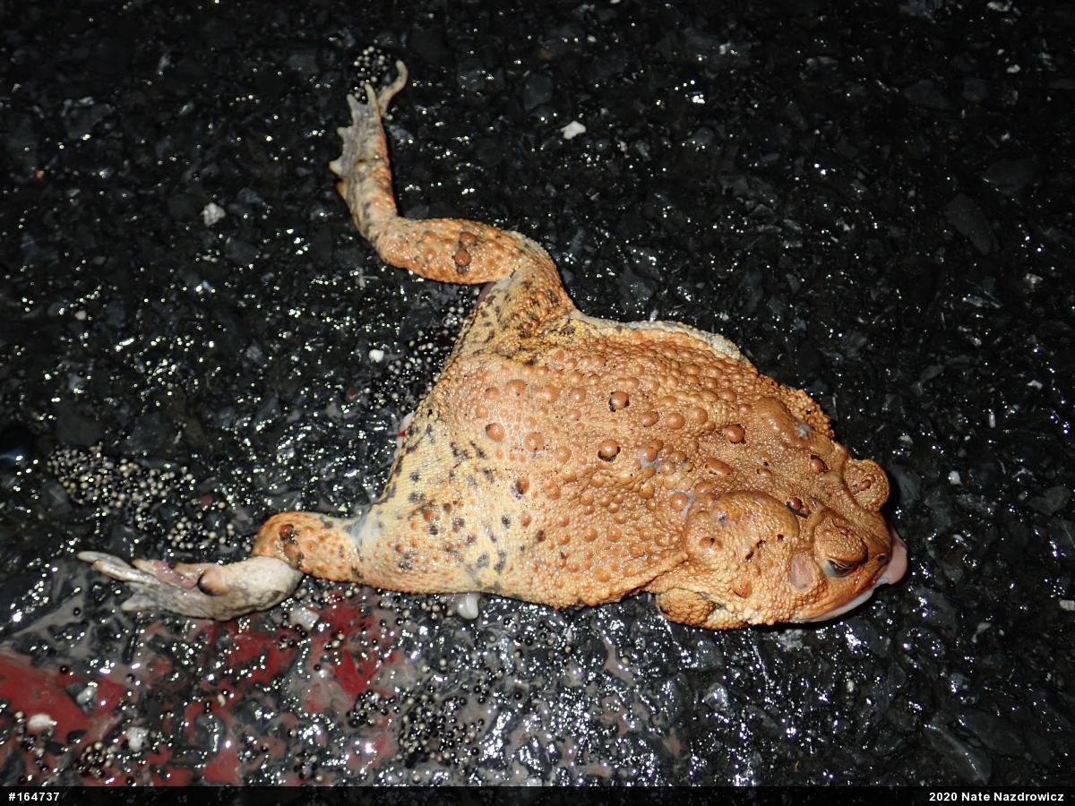 Eastern American Toad