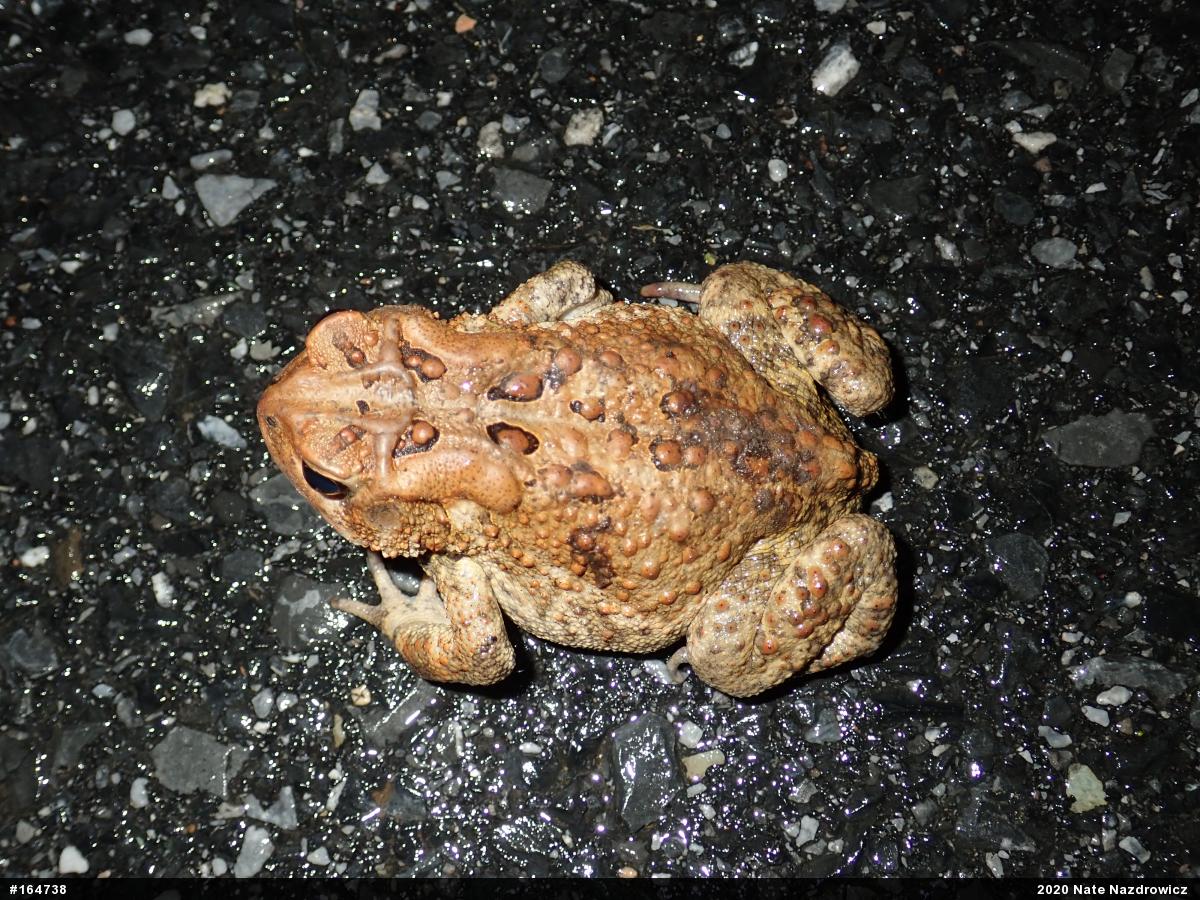 Eastern American Toad