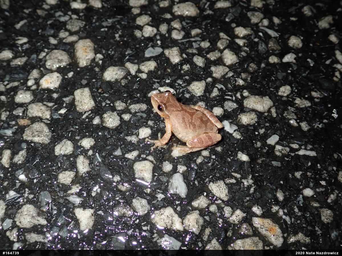 Spring Peeper
