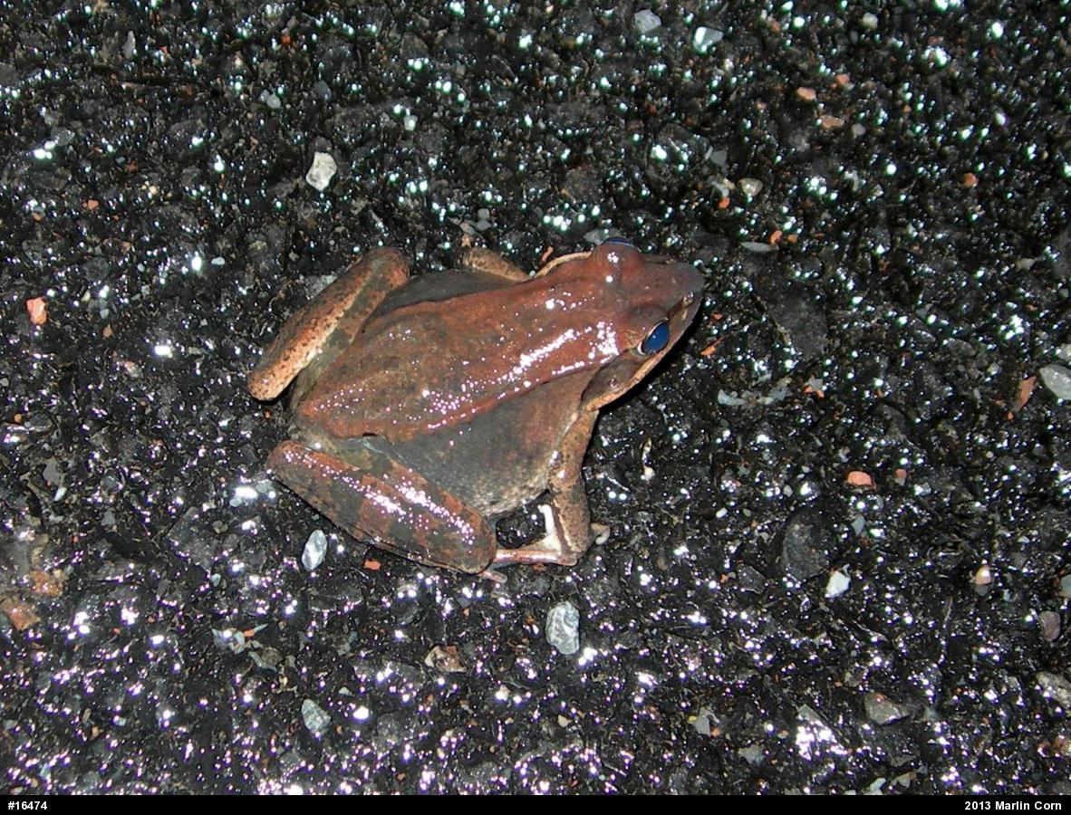 Wood Frog