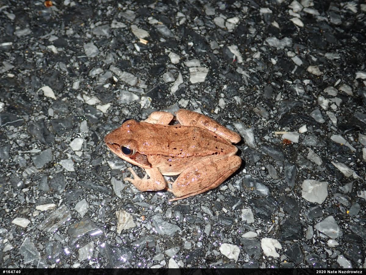 Wood Frog