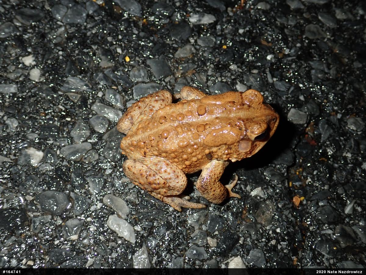 Eastern American Toad