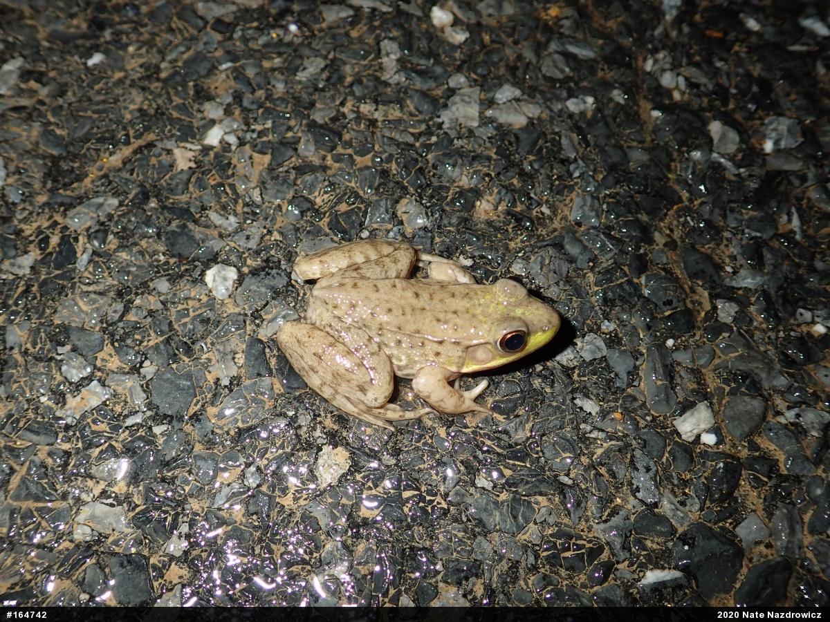Green Frog