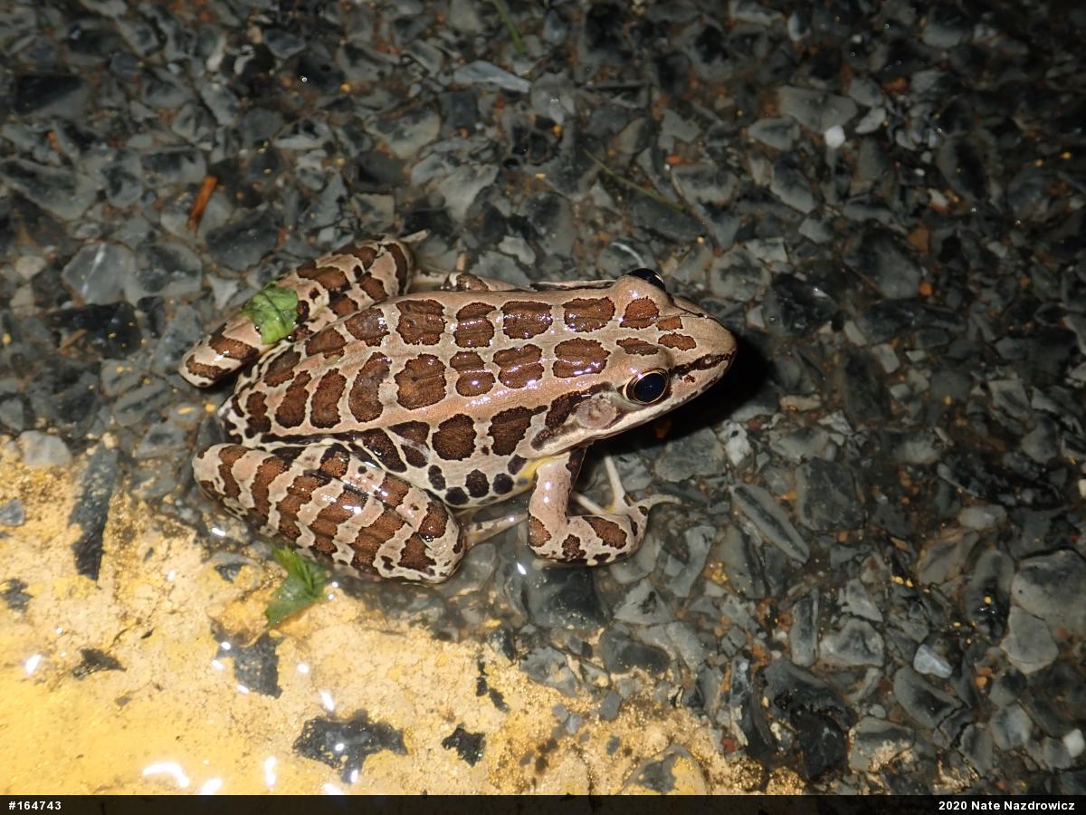 Pickerel Frog