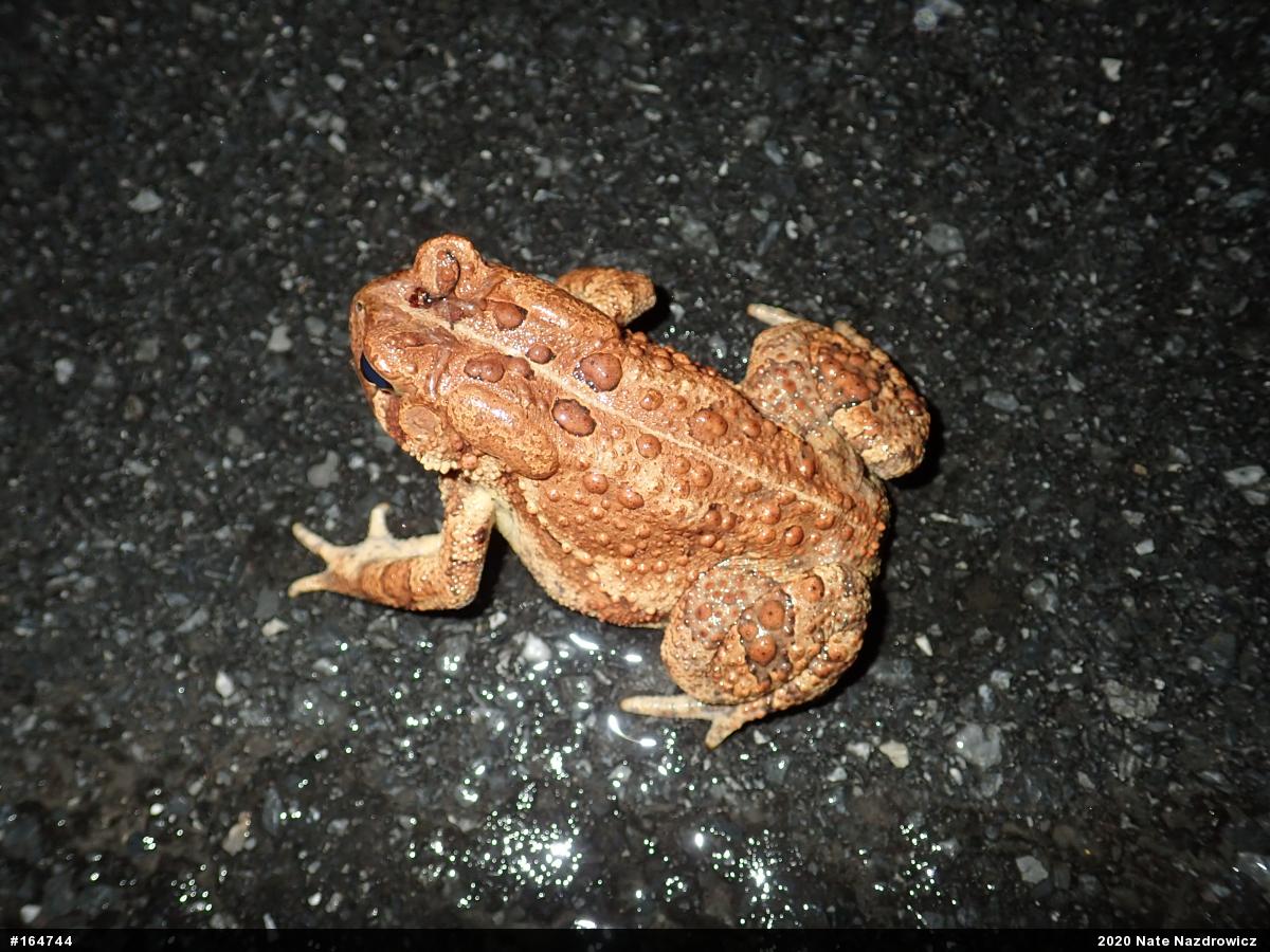 Eastern American Toad
