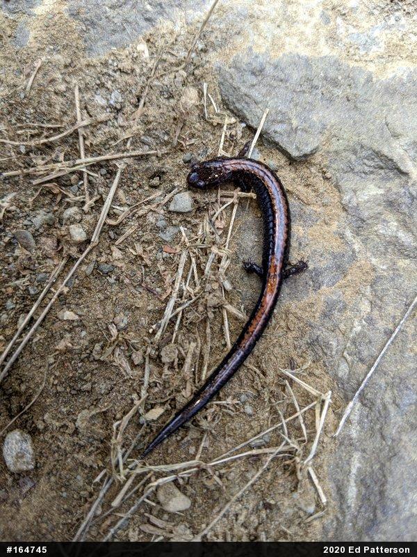 Eastern Red-backed  Salamander