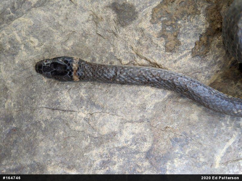 Northern Ring-necked Snake