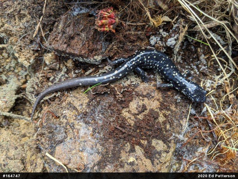 Northern Slimy Salamander
