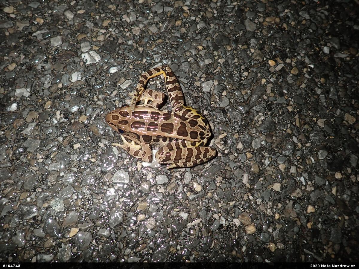 Pickerel Frog