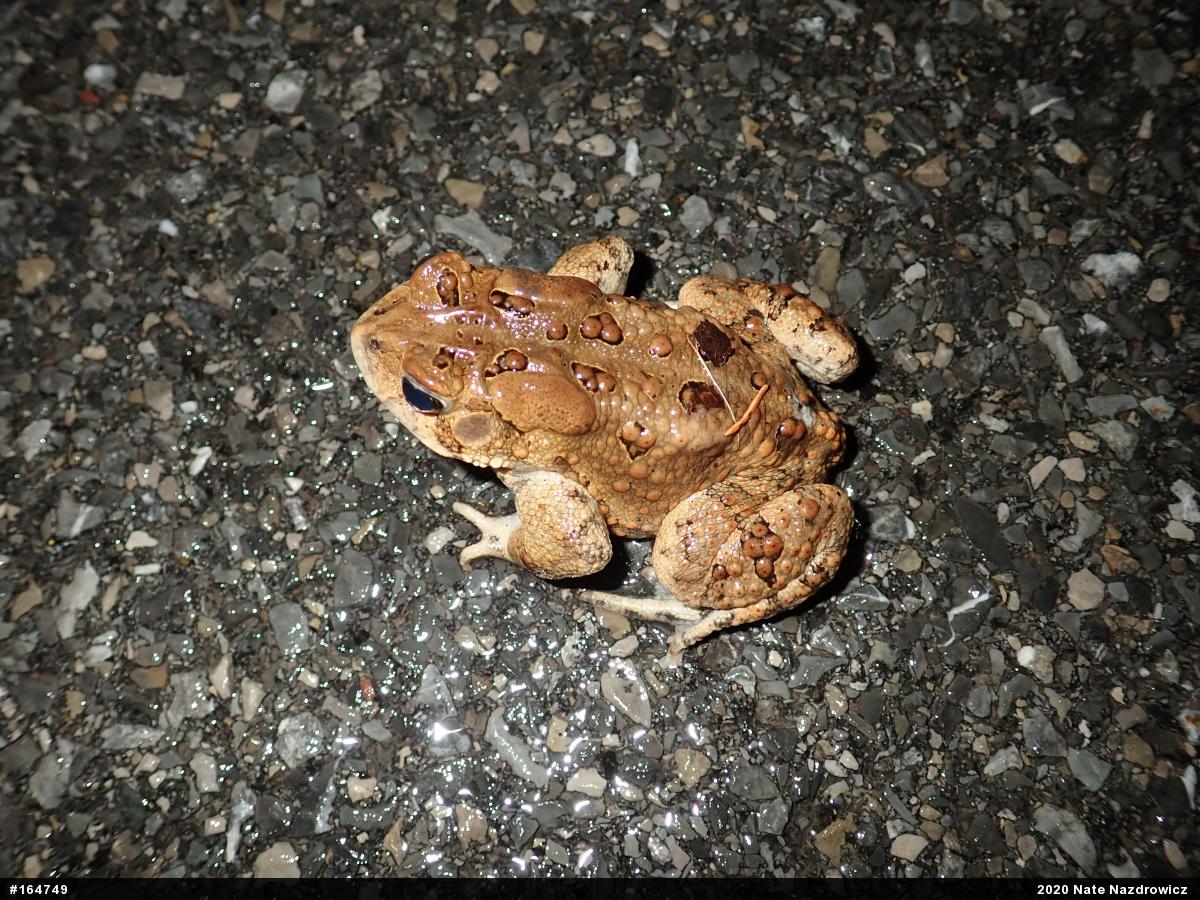 Eastern American Toad