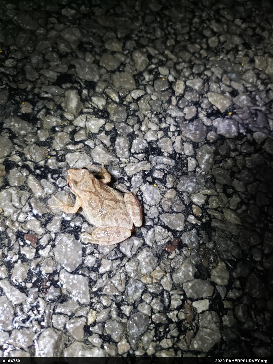 Spring Peeper
