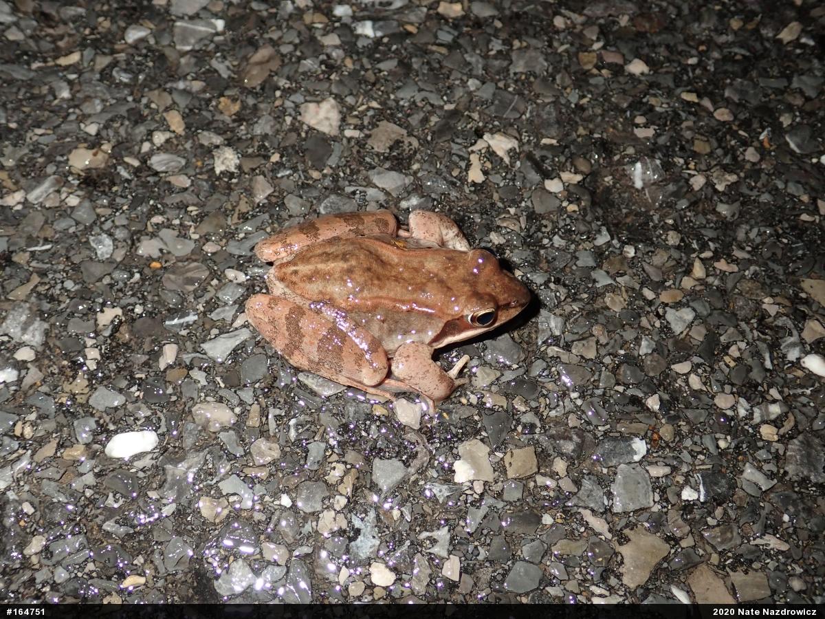 Wood Frog