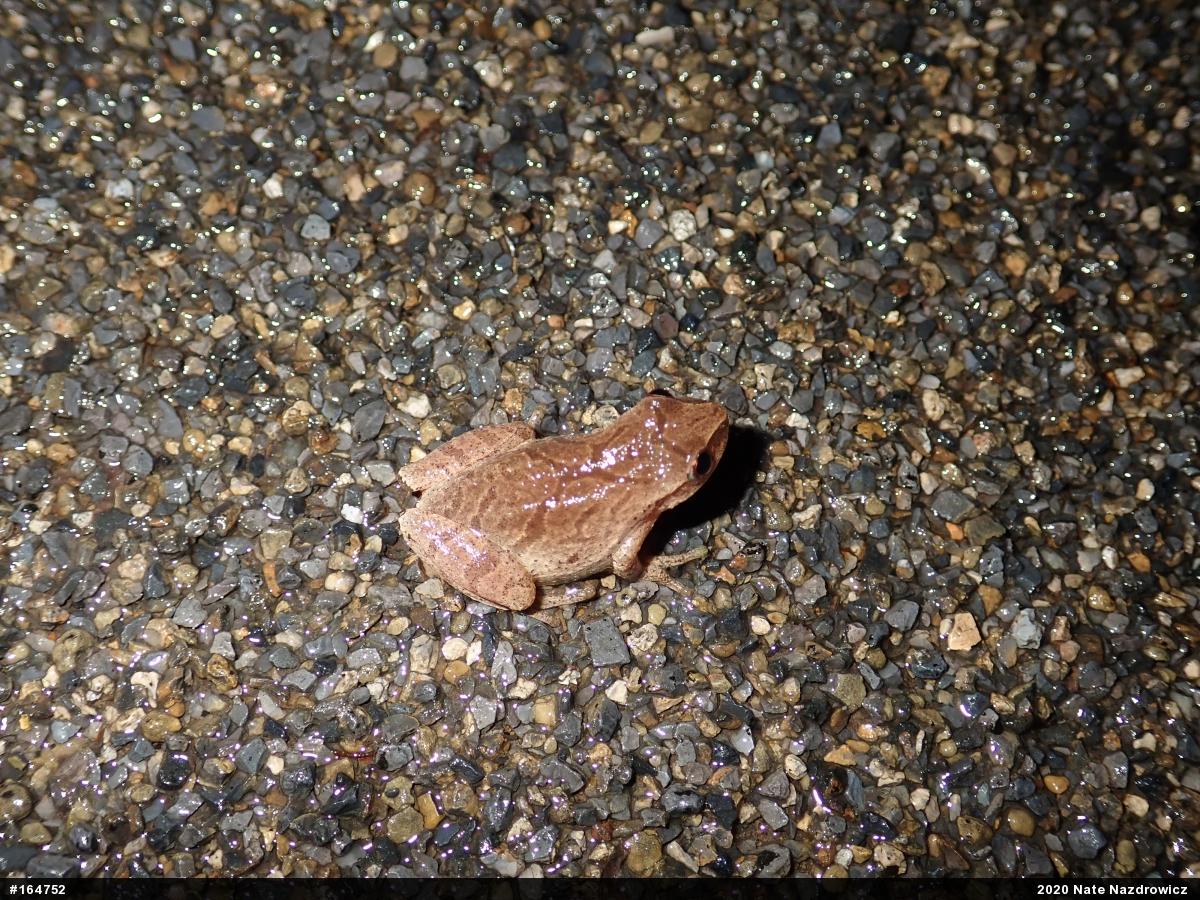 Spring Peeper