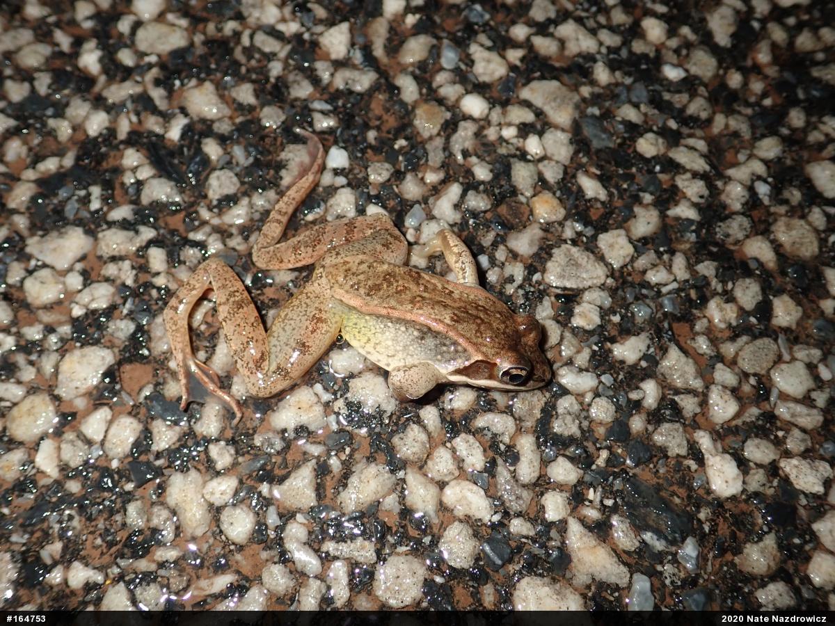 Wood Frog