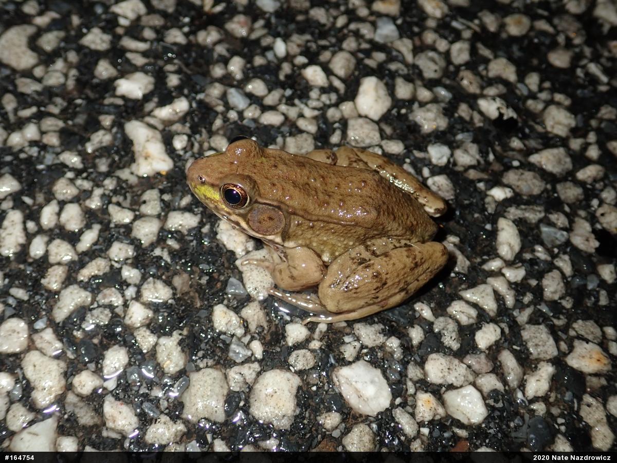 Green Frog