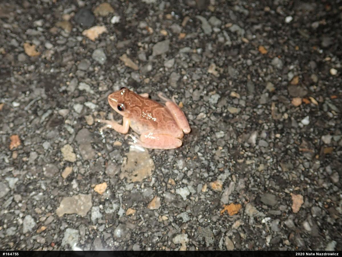 Spring Peeper