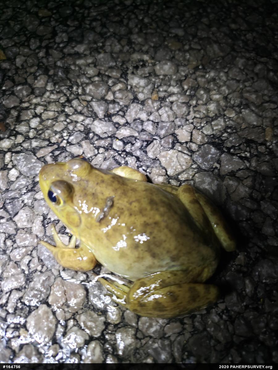 American Bullfrog