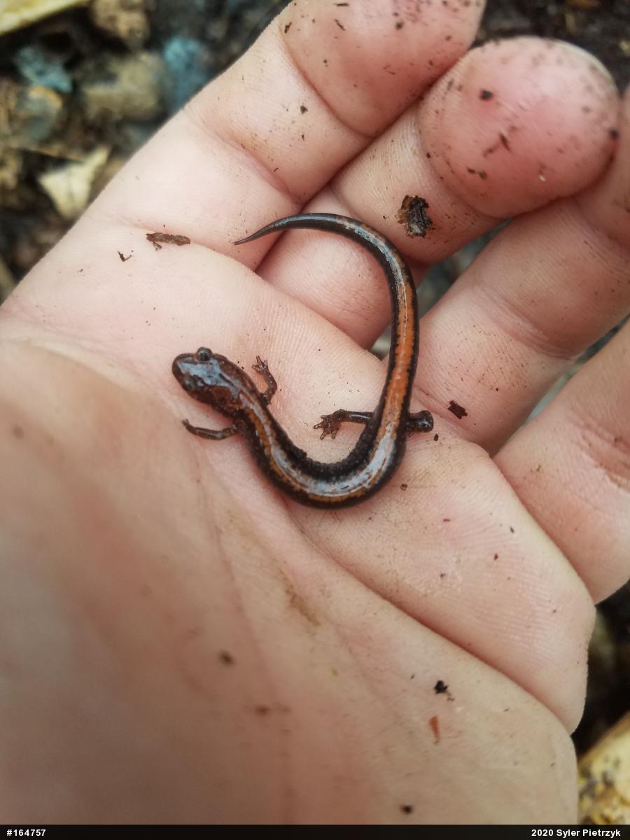 Eastern Red-backed  Salamander