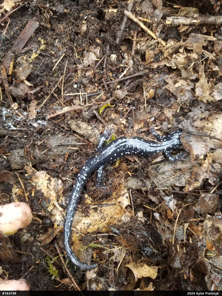 Northern Slimy Salamander