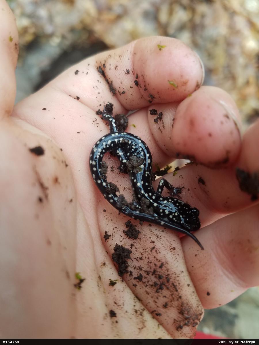 Northern Slimy Salamander