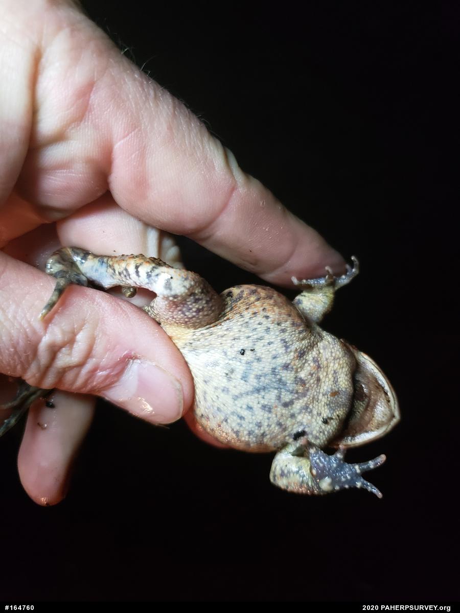 Eastern American Toad