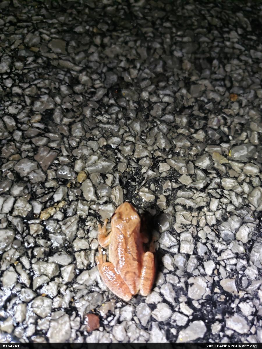 Spring Peeper