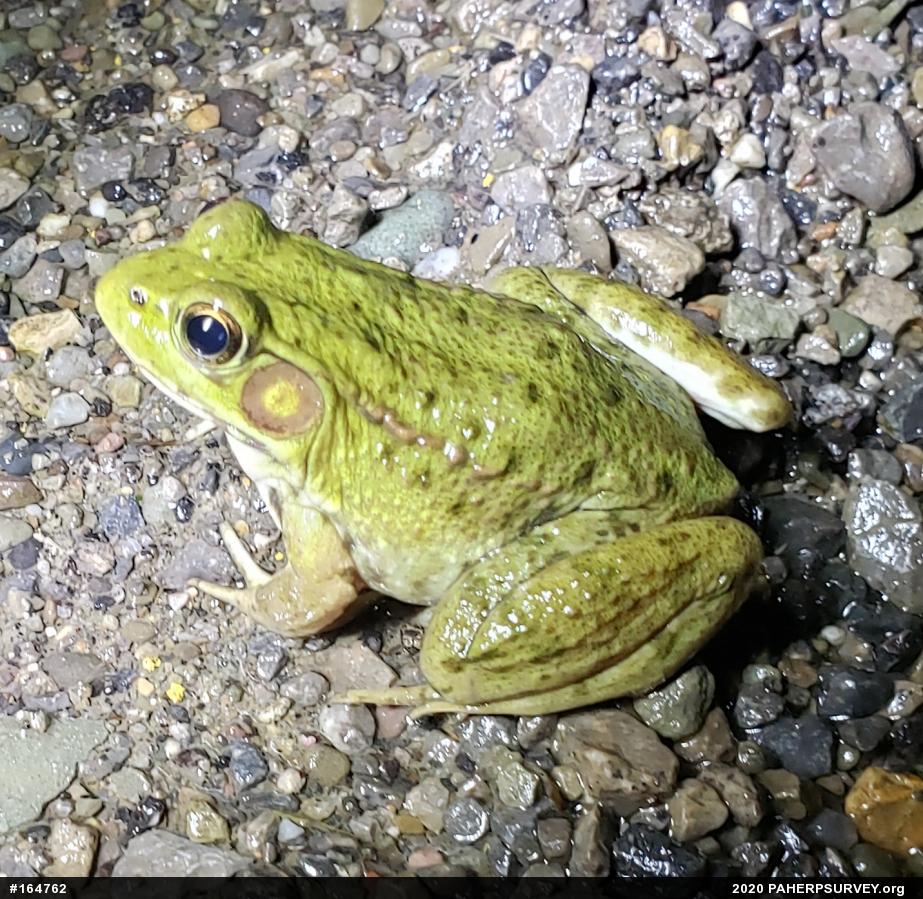 Green Frog