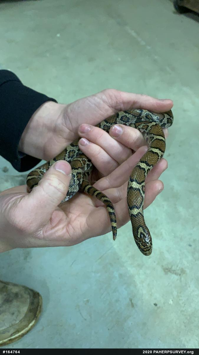 Eastern Milksnake