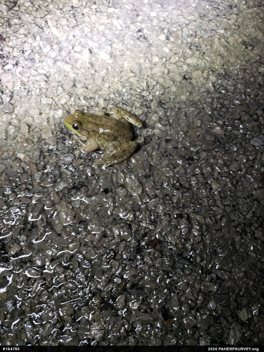 Green Frog