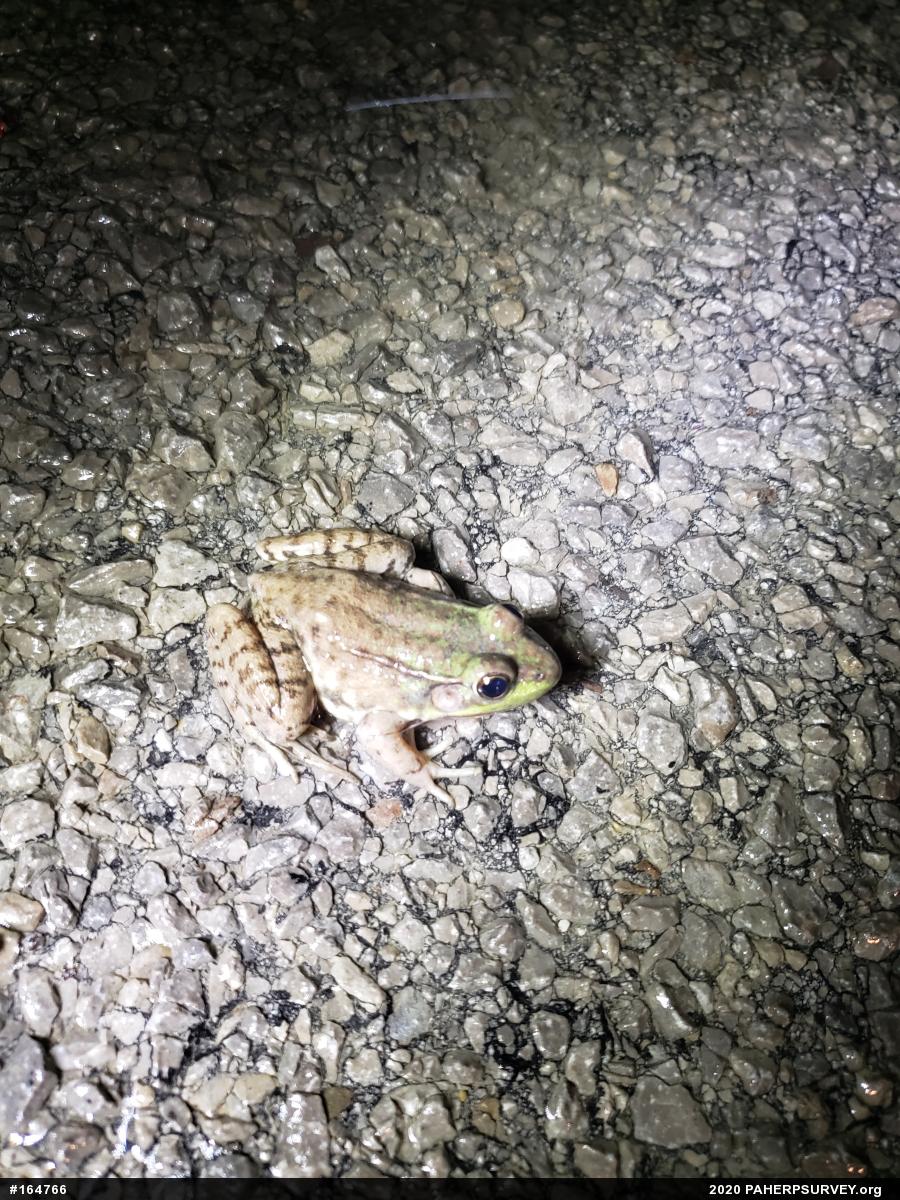 Green Frog