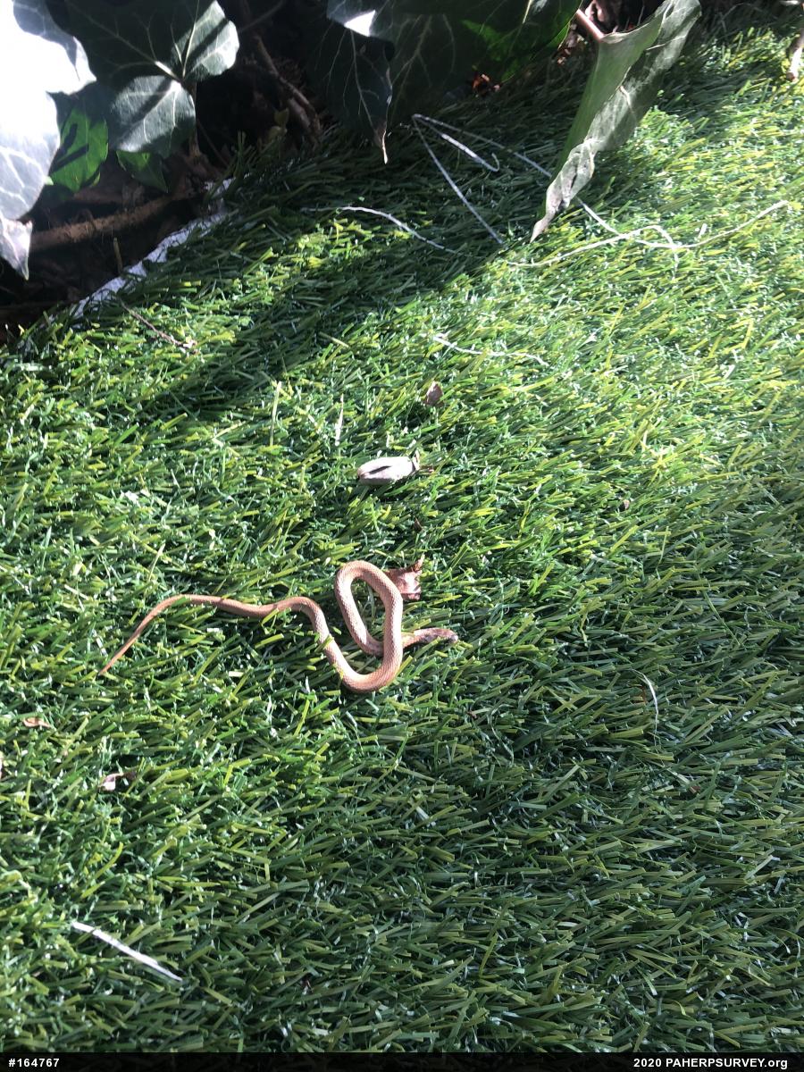 Dekay's Brownsnake