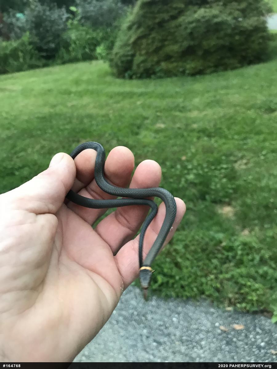 Northern Ring-necked Snake