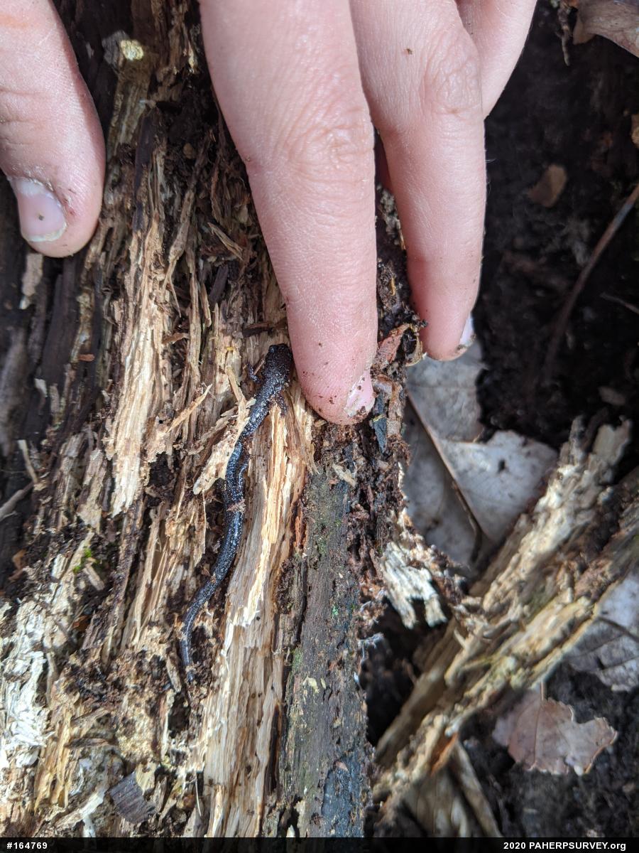 Eastern Red-backed  Salamander