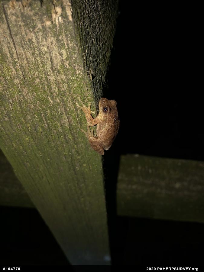 Spring Peeper