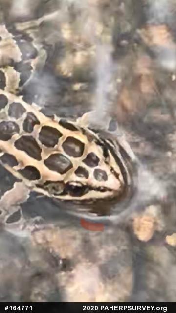 Pickerel Frog