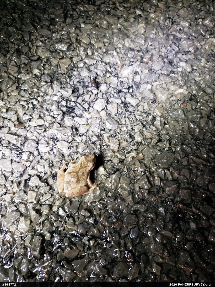Spring Peeper