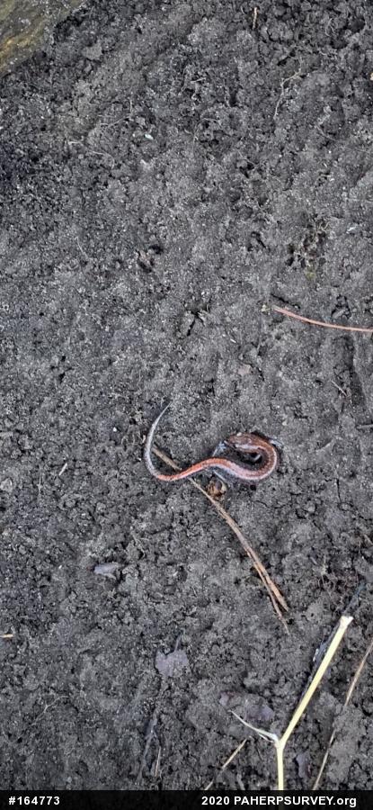 Eastern Red-backed  Salamander