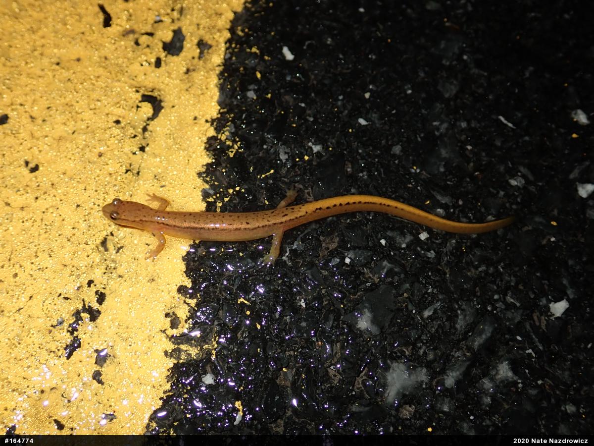 Northern Two-lined Salamander