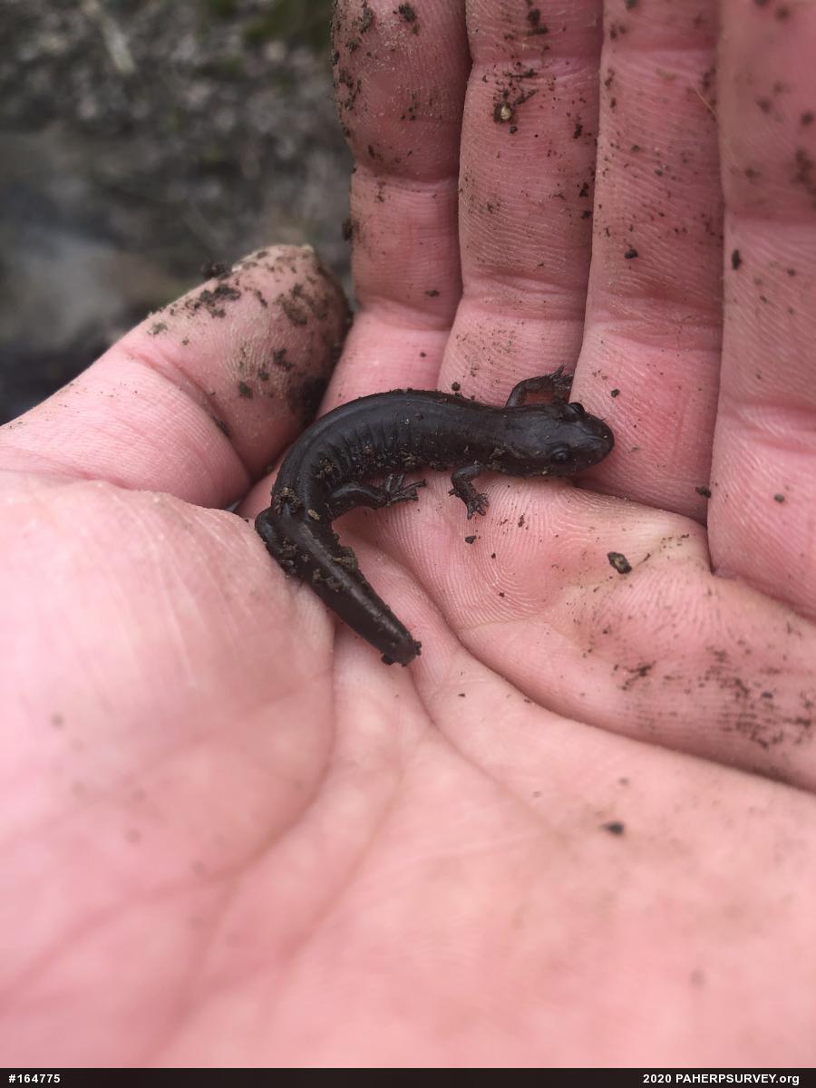 Northern Dusky Salamander