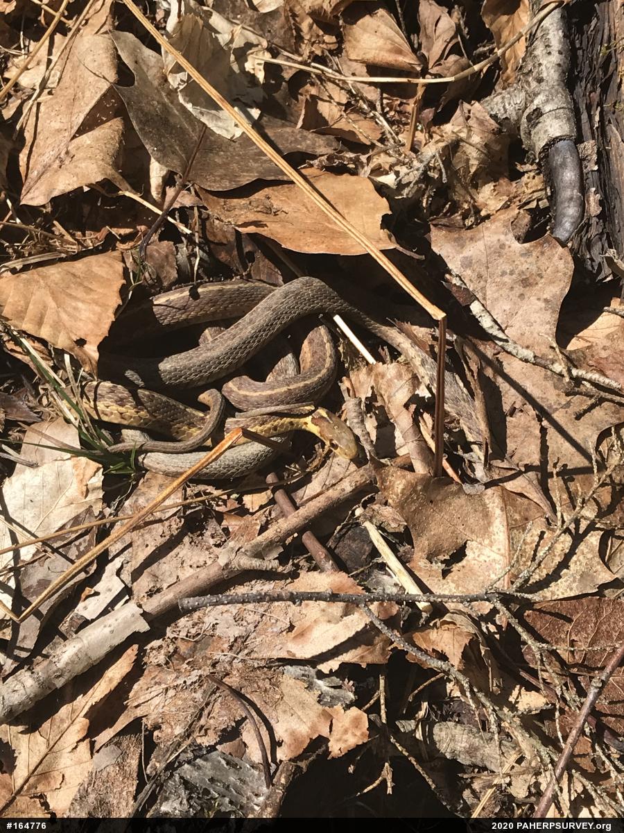 Eastern Gartersnake