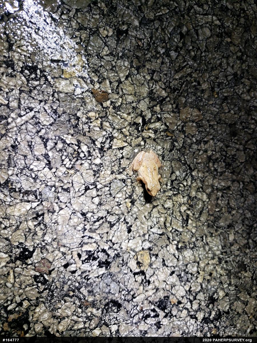 Spring Peeper