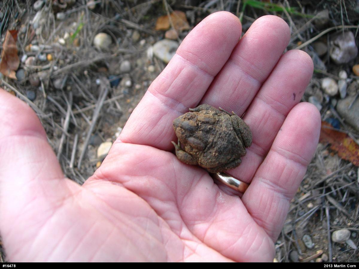 True Toads