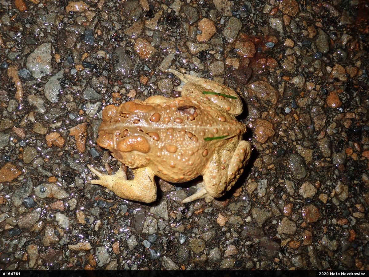 Eastern American Toad